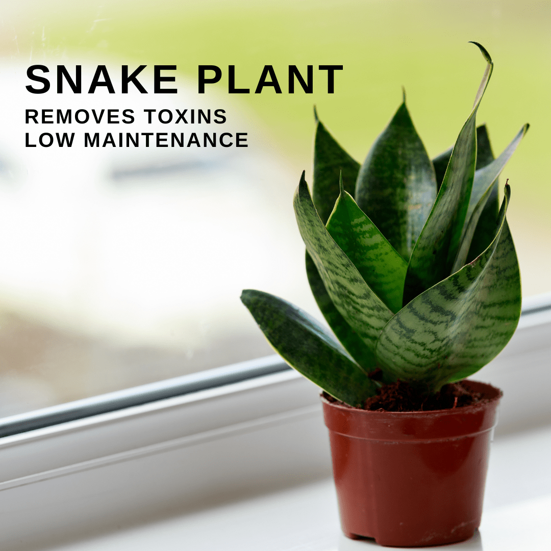 snake-plant-bedroom-plant